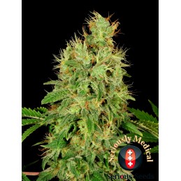 CBD Chronic - Serious Seeds