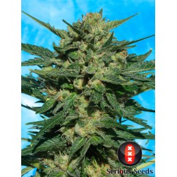 White Russian Auto -...