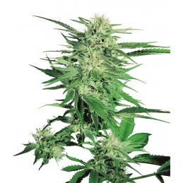 Big Bud - Sensi Seeds