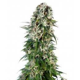 Big Bud Automatic - Sensi...