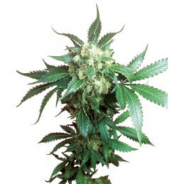 Black Domina - Sensi Seeds