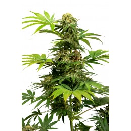 Black Harlequin - Sensi Seeds