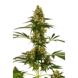 Blue Bullet Auto - Sensi Seeds