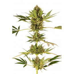 Himalayan CBD - Sensi Seeds