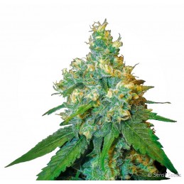 Jack Herer - Sensi Seeds