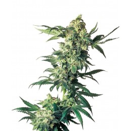 Northern Lights - Sensi Seeds