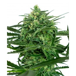 Sensi Amnesia - Sensi Seeds