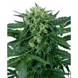 Sensi Amnesia Auto - Sensi...