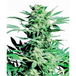 Shiva Skunk - Sensi Seeds