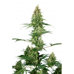 Silver Fire - Sensi Seeds