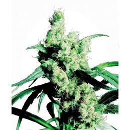 Silver Haze - Sensi Seeds