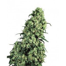 Skunk 1 - Sensi Seeds