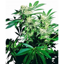 Skunk Kush - Sensi Seeds