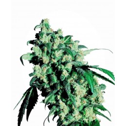 Super Skunk - Sensi Seeds