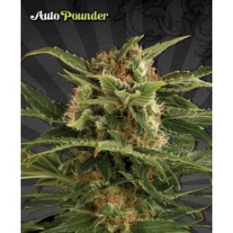 Auto Ponder - Auto Seeds