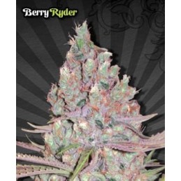 Berry Ryder Auto - Auto Seeds