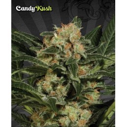 Candy Kush Auto - Auto Seeds