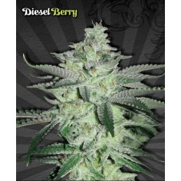 Diesel Berry Auto - Auto Seeds