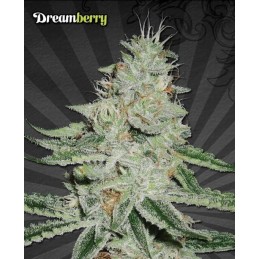 Dreamberry Auto - Auto Seeds