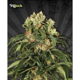 Hijack Auto - Auto Seeds