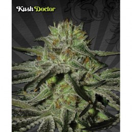 Kush Doctor Auto - Auto Seeds