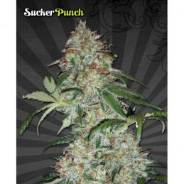 Sucker Punch Auto - Auto Seeds