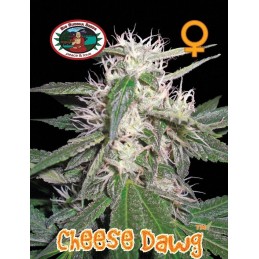 Cheese Dawg - Big Buddha Seeds