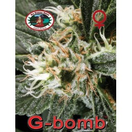 G-Bomb - Big Buddha Seeds