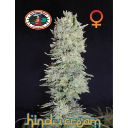 Hindu Cream - Big Buddha Seeds