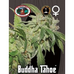 Buddha Tahoe - Big Buddha...