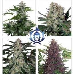 Assorted Auto - Buddha Seeds