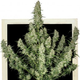 Magnum Auto - Buddha Seeds