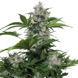 White Dwarf Auto - Buddha...