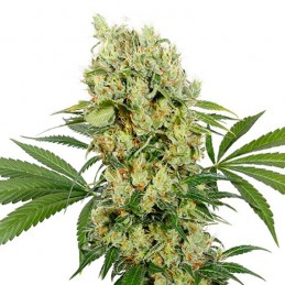 Medikit CBD - Buddha Seeds