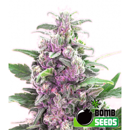 THC - Bomb Seeds