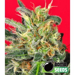 Cluster Regular - Bomb Seeds