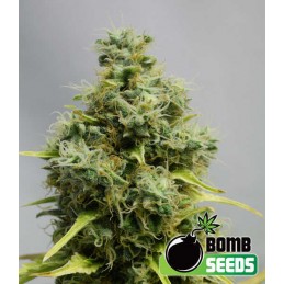 Big - Bomb Seeds