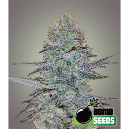 Cosmic Auto - Bomb Seeds