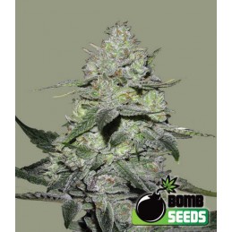 Gorilla - Bomb Seeds