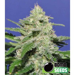 Widow - Bomb Seeds