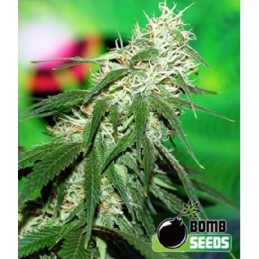 Buzz - Bomb Seeds