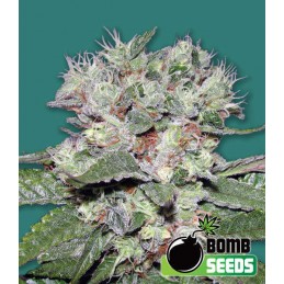 CBD - Bomb Seeds