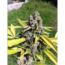 Auto AK - CBD Seeds