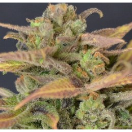 Auto Critical - CBD Seeds