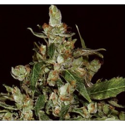 Auto Widow - CBD Seeds