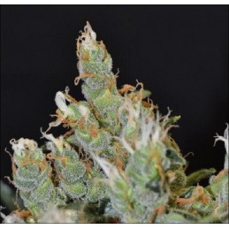 Kali - CBD Seeds