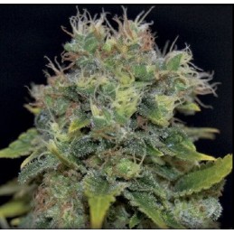 Auto Yumbolt - CBD Seeds