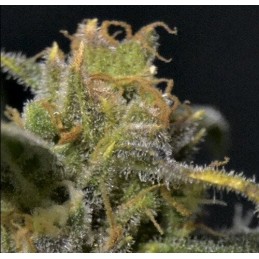 Auto Northern - CBD Seeds