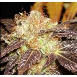 Auto Diesel - CBD Seeds