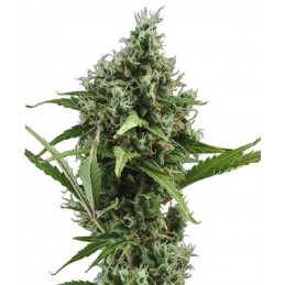 Auto Amnesia - CBD Seeds